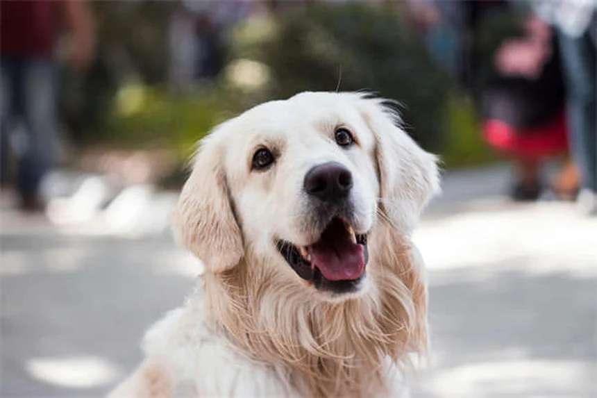 Secreção ocular em cães: 5 tipos que você precisa conhecer