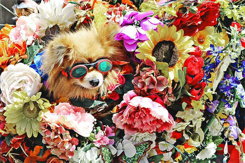 Secreção ocular em cães: 5 tipos que você precisa conhecer