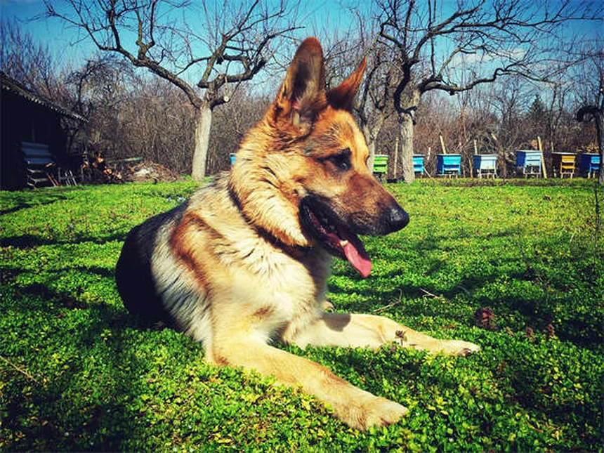 Secreção ocular em cães: 5 tipos que você precisa conhecer