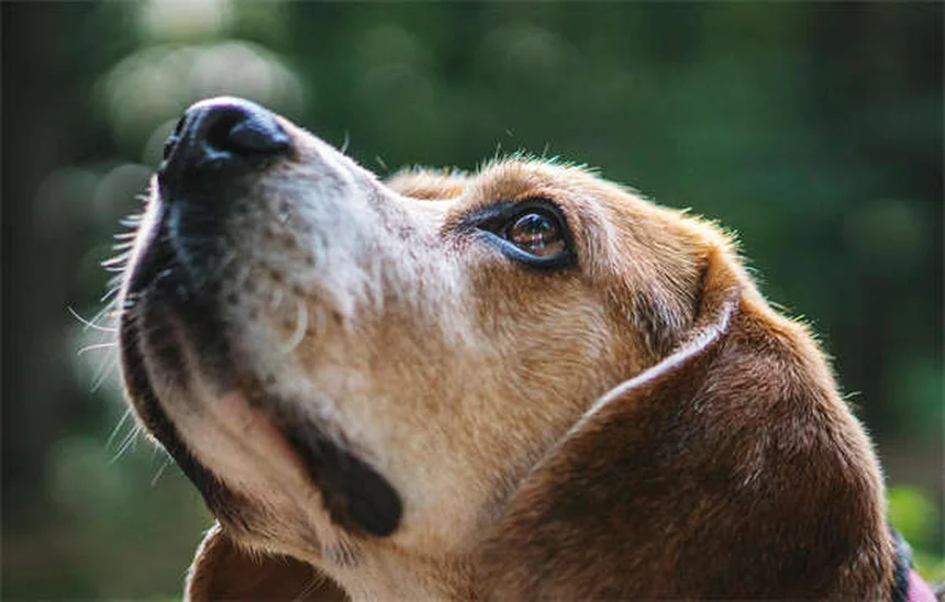 Doença da Válvula Mitral em Cães: Sintomas e Tratamento Essencial