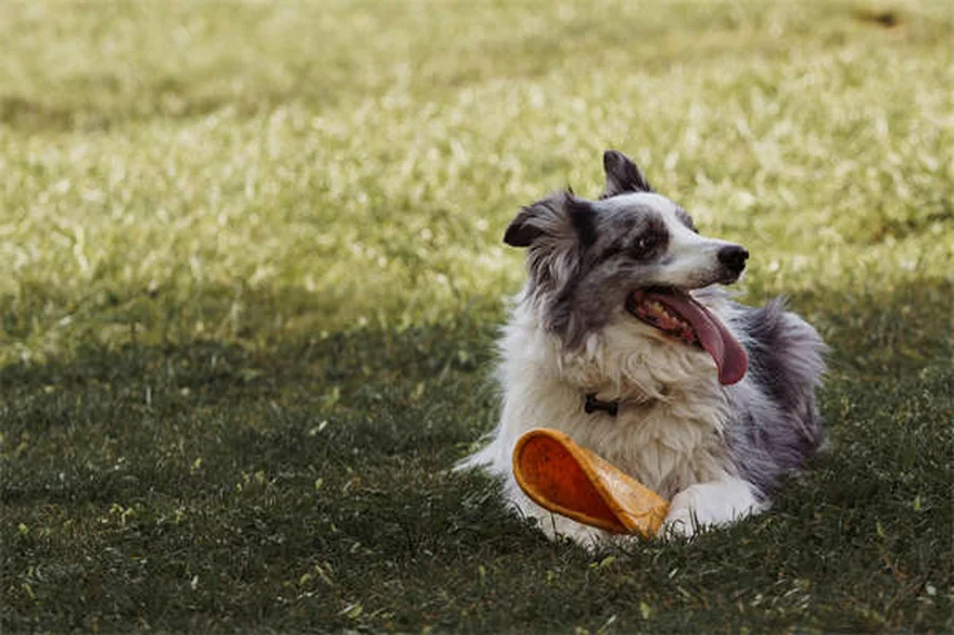 7 Doenças Transmitidas pela Água que Ameaçam Seu Cão - Saiba Como Proteger