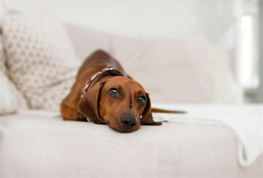 7 Doenças Transmitidas pela Água que Ameaçam Seu Cão - Saiba Como Proteger