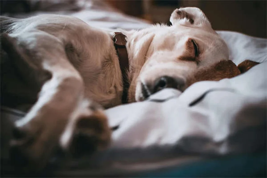 7 Doenças Transmitidas pela Água que Ameaçam Seu Cão - Saiba Como Proteger