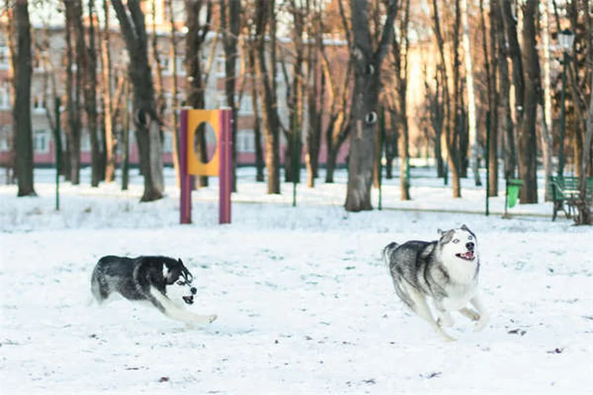 Quarentena para pets: guia completo para proteger seu animal
