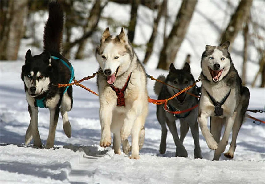 Quarentena para pets: guia completo para proteger seu animal
