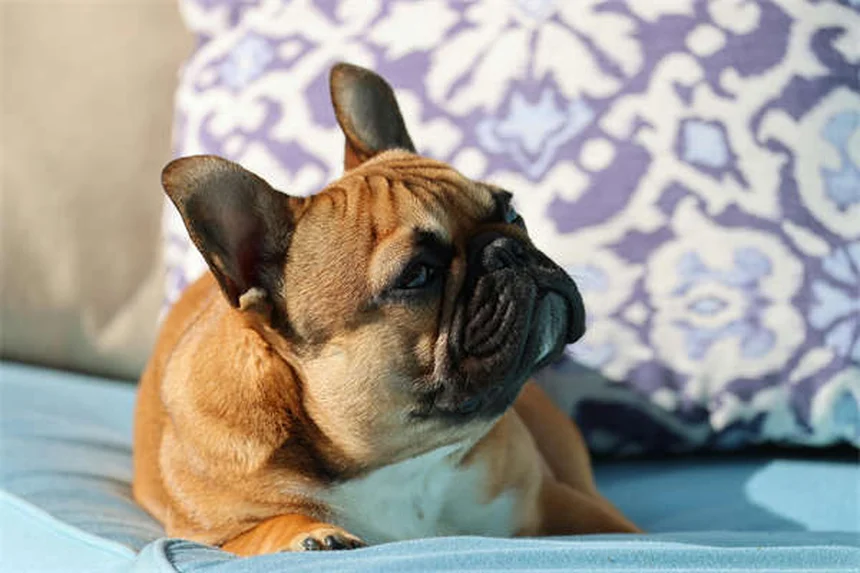 Quarentena para pets: guia completo para proteger seu animal