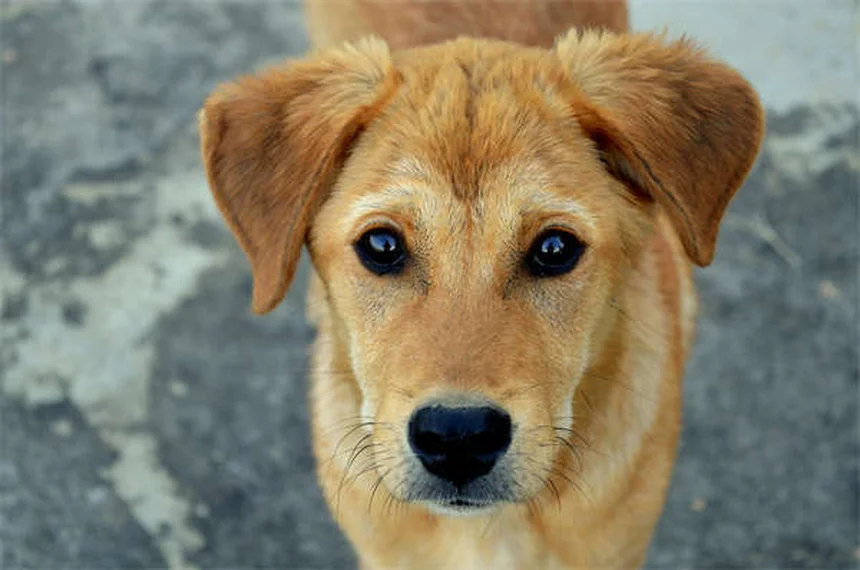 Como Proteger Seu Cão de Veneno para Ratos no Inverno: 5 Dicas Essenciais