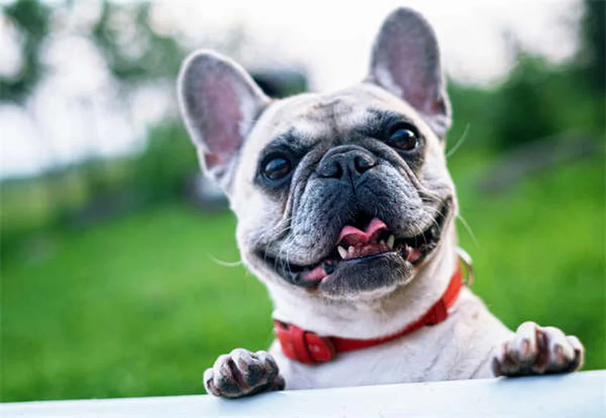 Cães podem nadar na piscina? 7 dicas essenciais para diversão segura