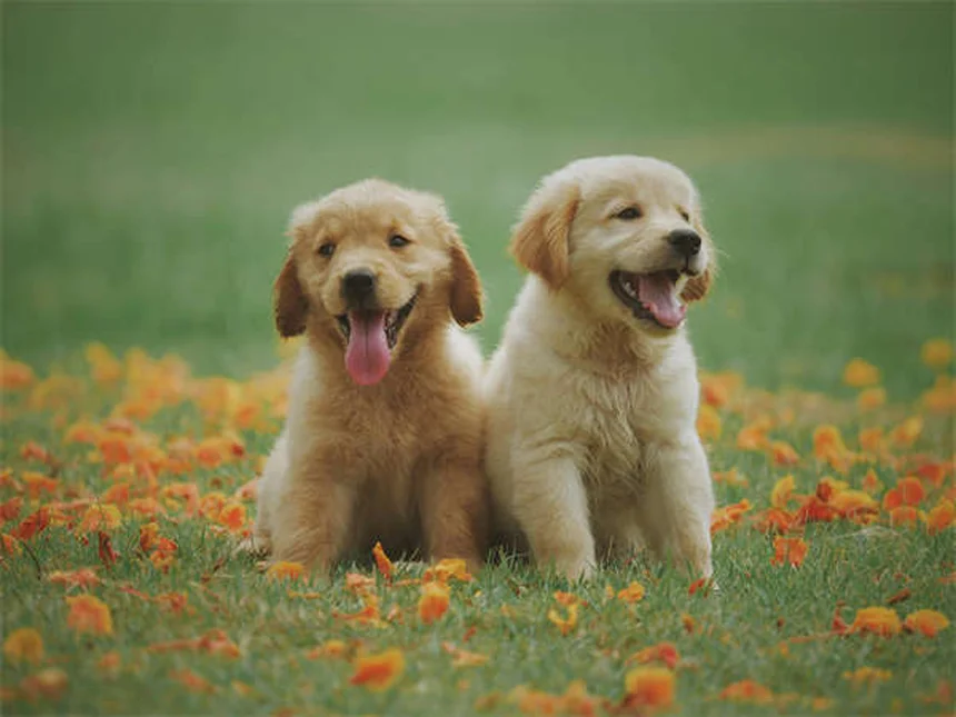 Como ajudar um cão abandonado? 5 passos essenciais que salvam vidas