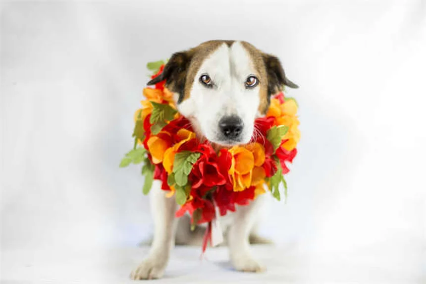 Como ajudar um cão abandonado? 5 passos essenciais que salvam vidas