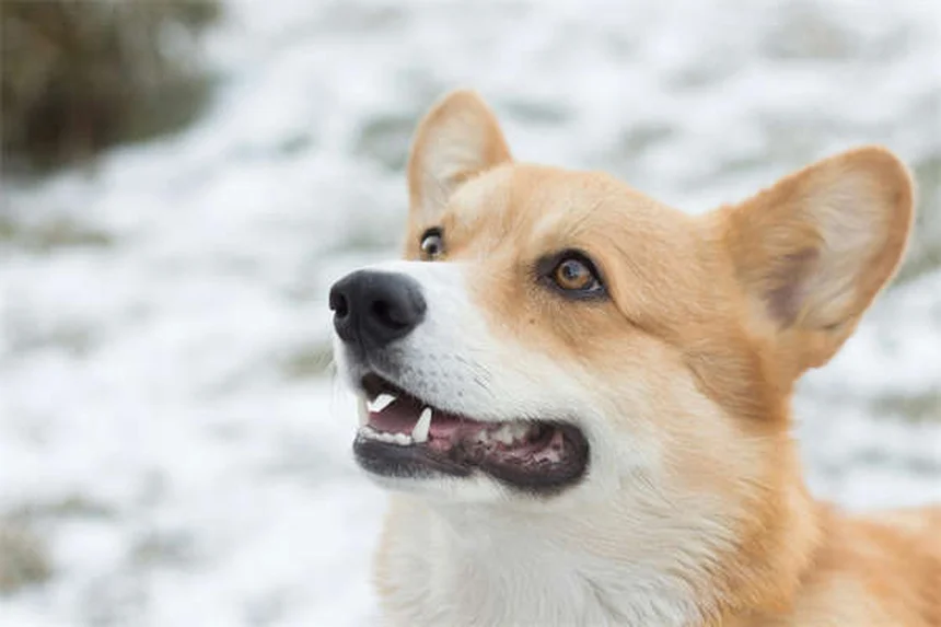 Benazepril para cães e gatos: como funciona e quando usar