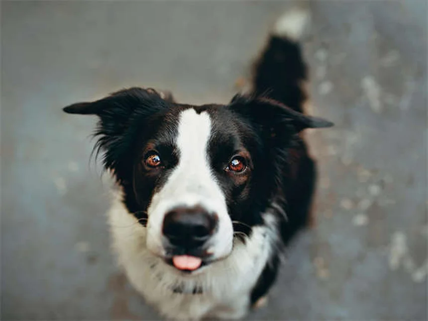 Opções de cremação e enterro para pets: Guia completo para donos