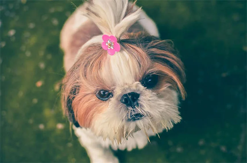 Cães de Serviço: Tudo o Que Você Precisa Saber Sobre Esses Heróis de 4 Patas