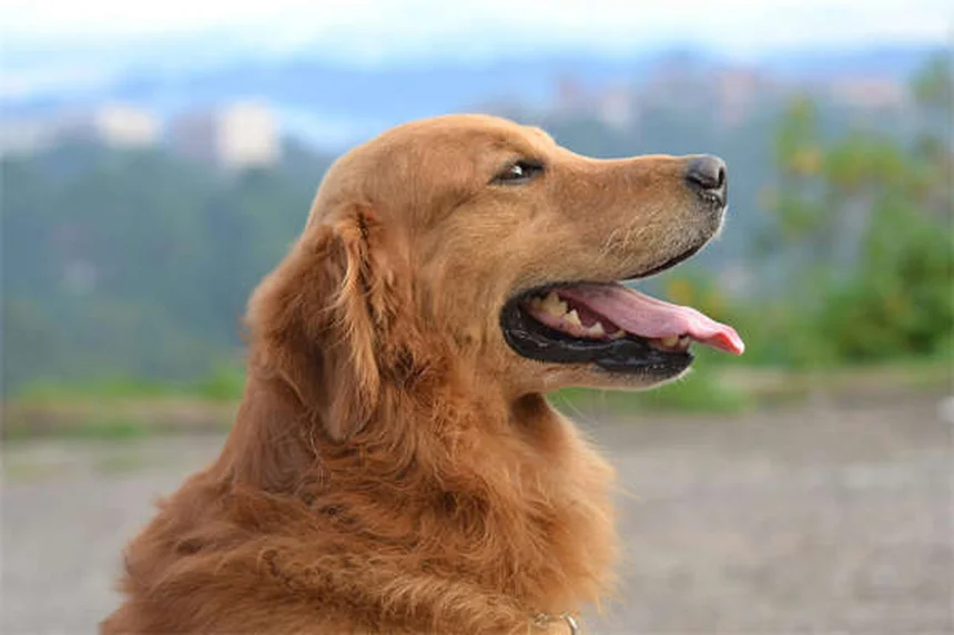 Cães de Serviço: Tudo o Que Você Precisa Saber Sobre Esses Heróis de 4 Patas