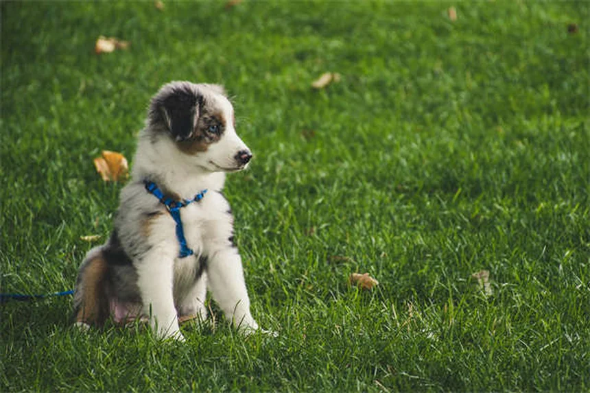 Seguro para cães vale a pena? Descubra como proteger seu pet!